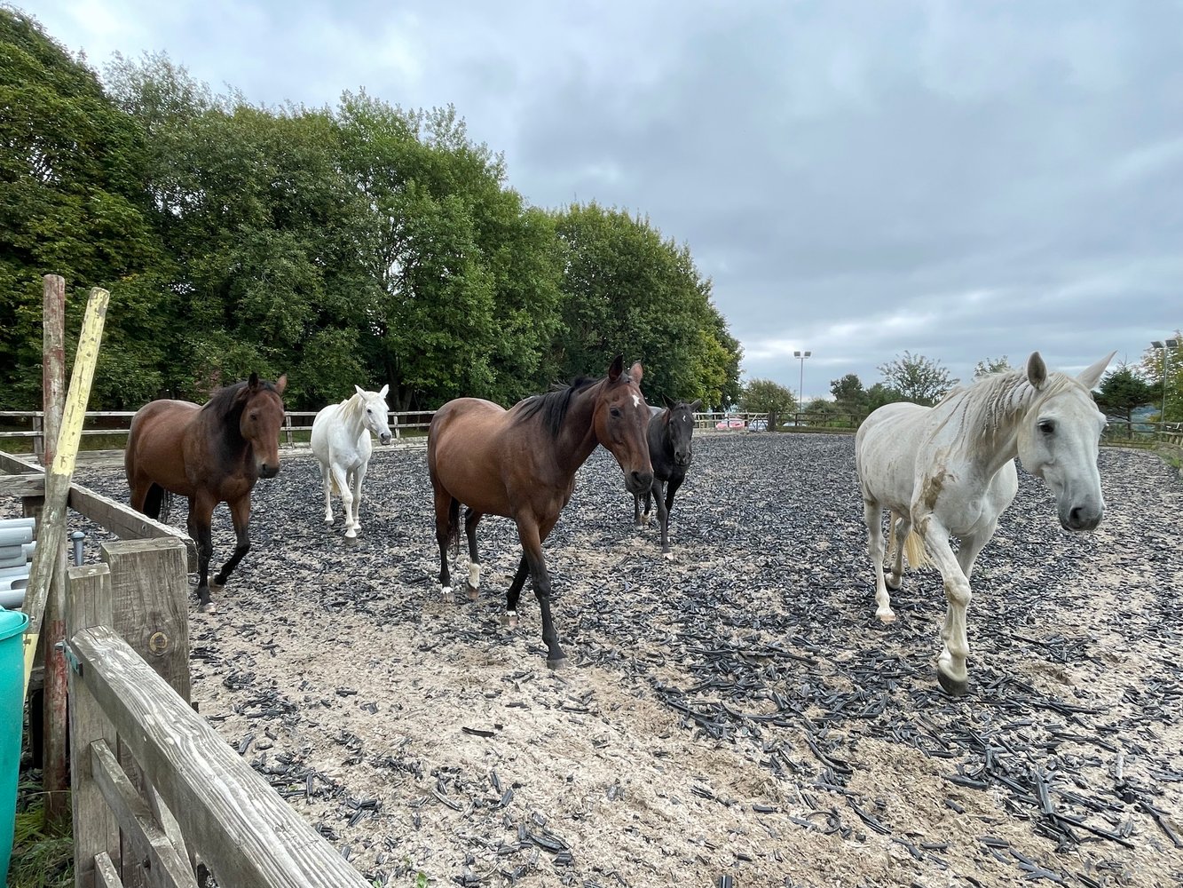 Leadership with Horses